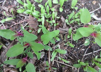 verschiedene Keimlinge