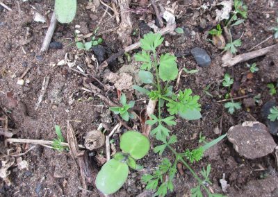 verschiedene Keimlinge