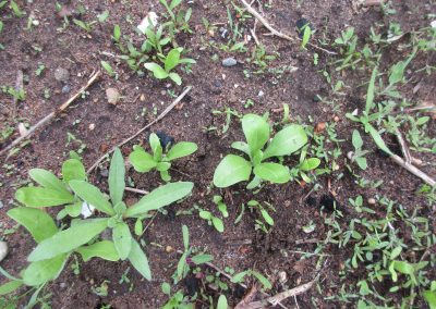 verschiedene Keimlinge