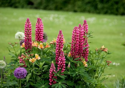 bunte Sommerblumen in der Wiee