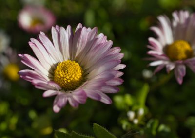 Gänseblume