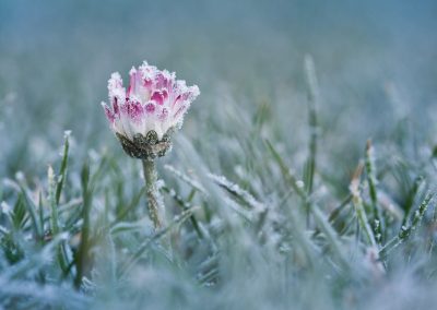 Gänseblume