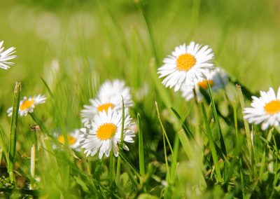 Gänseblume